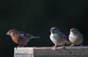 Pinsà comú (Fringilla coelebs) y amigos