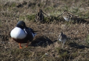 Becadell comú (Gallinago gallinago)