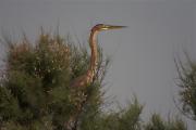 Agró roig (Ardea purpurea)