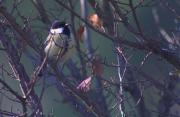 Mallerenga carbonera (Parus major)