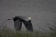 Bernat pescaire (Ardea cinerea)