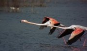 Flamenc (Phoenicopterus ruber)