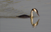 Cabussó emplomallat (Podiceps cristatus)