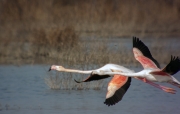 Flamenc (Phoenicopterus ruber)