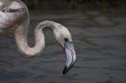 Flamenc (Phoenicopterus roseus)