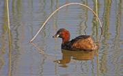 Cabusset (Tachybaptus ruficollis)