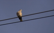 Tórtora turca (Streptopelia decaocto)