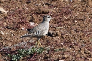 Corriol pit-roig (Charadrius morinellus)