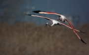 Flamenc (Phoenicopterus ruber)