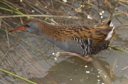 Rascló a la fugida (Rallus aquaticus)