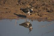 Fredeluga (Vanellus vanellus)