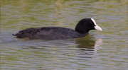 Fotja (Fulica atra)