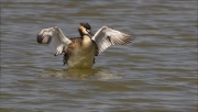 Cabussó emplomallat (Podiceps cristatus)