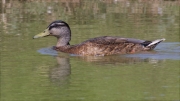 Mascle d'Ànec collverd (Anas platyrhynchos)