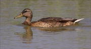 Femella d'Ànec collverd (Anas platyrhynchos)