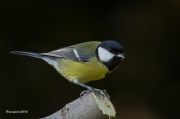 Ocells de la Garrotxa:Mallerenga Carbonera