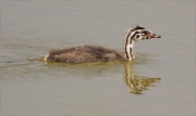 Jove de Cabussó emplomallat (Podiceps cristatus)