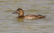 Femella de Morell de cap-roig (Aythya ferina)