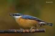 Ocells de la Garrotxa:Pica-soques Blau