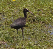 Capó reial (Plegadis falcinellus)