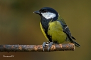 Ocells de la Garrotxa:Mallerenga Carbonera