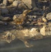 Tord ala-roig (Turdus iliacus)