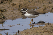 Jove de Corriol gros (Charadrius hiaticula)