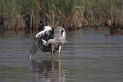 Bernat pescaire (Ardea cinerea) 1de3