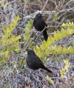 Mascle de Merla (Turdus merula)