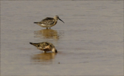Jove de Territ bec-Llarg (Calidris ferruginea)