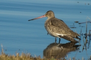 Tètol cuanegre (Limosa limosa)