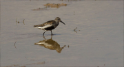 Territ variant (Calidris alpina)