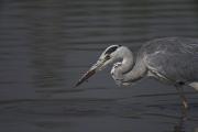 Bernat pescaire (Ardea cinerea) 2de3