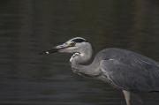 Bernat pescaire (Ardea cinerea) 3de3