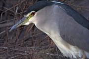 Martinet de nit (Nycticorax nycticorax)