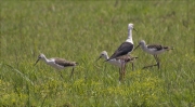 Família de Cames llargues (Himantopus himantopus)