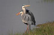 Bernat pescaire (Ardea cinerea)