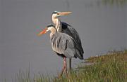 Bernat pescaire (Ardea cinerea)