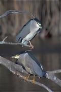 Martinet de nit (Nycticorax nycticorax)