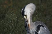 Bernat pescaire (Ardea cinerea)