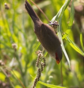 Bec de corall senegalès (Estrilda astrild)