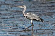 Nidificants al PNAE: Bernat Pescaire