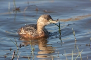 Cabusset (Tachybaptus ruficollis)