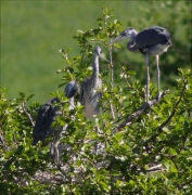 Joves de Bernat pescaire (Ardea cinerea)