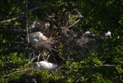 Nius d'Esplugabous (Bubulcus ibis)