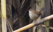 Rossinyol bastard (Cettia cetti)