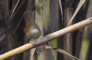 Rossinyol bastard (Cettia cetti)