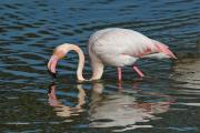 Visitants de pas al PNAE: Flamencs I