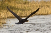 Corb marí gros (Phalacrocorax carbo)