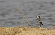 Cuereta blanca vulgar (Motacilla alba)